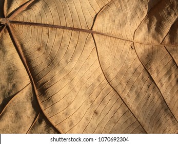 Dried leaf texture