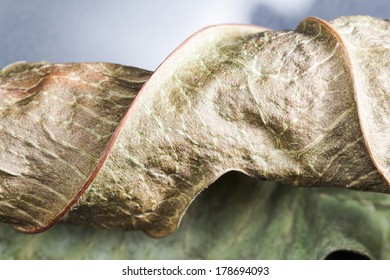 Dried leaf texture with dark background