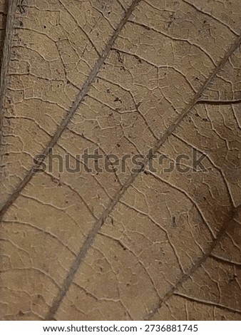 Dried Leaf Vein Texture Background.
Macro 
Close-up macro texture of a dried leaf surface showing intricate crack patterns and natural organic veins. Earthy brown tones create an abstract botanical background perfect for nature themes, design backdrops, and eco concepts.