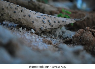 Dried Leaves With An Ant Hive