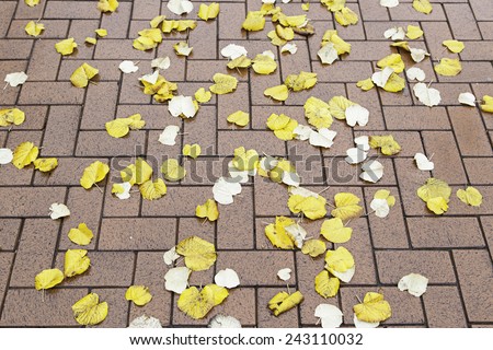 Similar – Image, Stock Photo dried leaf in autumn