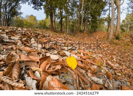 Dried leaves in forest can turn small flames into colossal bushfires.