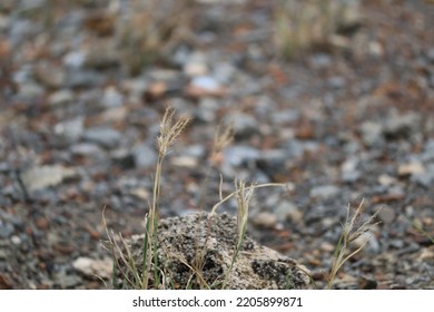 Dried Leaves Of Grass On A Rocky Land. Close Up View