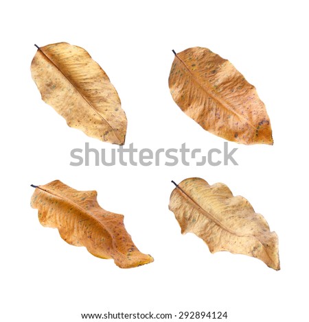 Dried leaves isolated on white background.