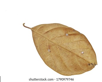 Dried Leaves And Nature Dry Leaves, Dead Leaf,  Dry Leaf Isolated On White Background. Background Texture With Space For Text.