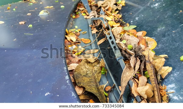 Dried leaves on windscreen wiper of an abandoned car\
under the tree