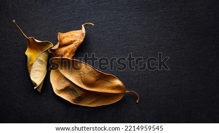 Dried leaves. Three dry leaves on a black background with copy space. Selective soft focus. Shallow depth of field. Heavily textured image