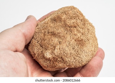 Dried Lion's Mane mushroom in male hand close up, macro photo