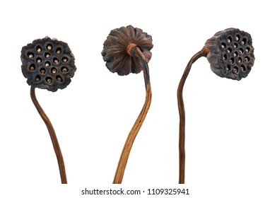 Dried Lotus seed pods, Tropical flowers dry isolated on white background, with clipping path