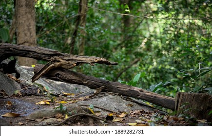 dried lying tree trunk in forest - Shutterstock ID 1889282731