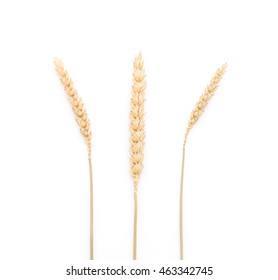 dried malt flowers on white background - Shutterstock ID 463342745