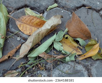 Dried mango leaves are on paving road. Dried leaves as background. - Shutterstock ID 2364188181