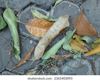 Dried mango leaves on paving road. Green and yellow leaves as background. - Shutterstock ID 2365403093