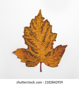 Dried Maple Leaf Square Shape Composition In Flat Lay. Concept In Autumn Style. Top View Close-up.