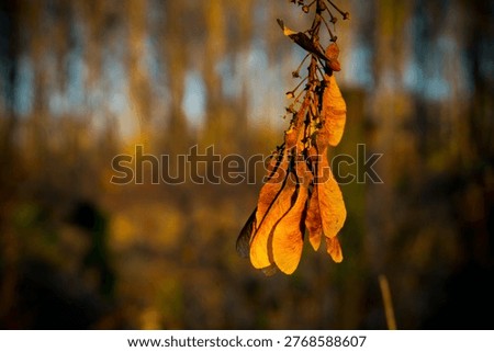 Dried maple seed in spring, close-up macro of samara with textured wing in soft natural light and early woodland atmosphere with subtle seasonal contrast