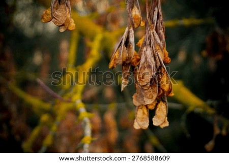 Dried maple seed in spring, close-up macro of samara with textured wing in soft natural light and early woodland atmosphere with subtle seasonal contrast