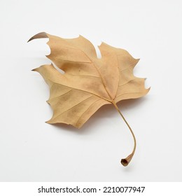 Dried Maple Tree Leaf In Autumn, Isolated On White