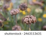 
Dried marigold and seeds pod on plant