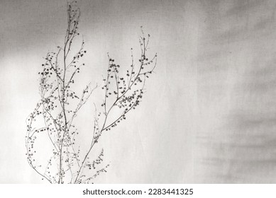 Dried meadow grass with abstract floral shadows on a neutral beige linen background, sun reflections on wall, aesthetic brand, blog design template