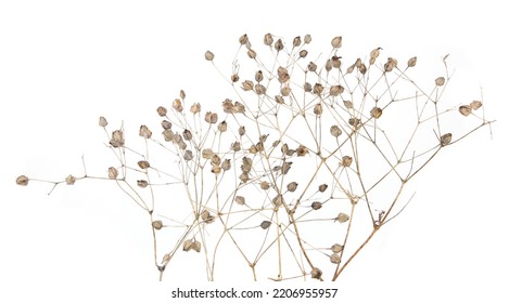 Dried meadow plants isolated on white background. Wild herbs, grasses or flowers in autumn and winter.  - Powered by Shutterstock