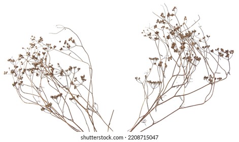 Dried meadow plants isolated on white background. Wild herbs, grasses or flowers in winter and autumn.  - Powered by Shutterstock