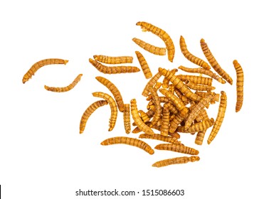 Dried mealworms, larvae of Tenebrio molitor. Edible insects here crisped and barbecue flavour. Isolated on white background. Protein.