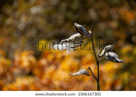 dried milkweed pod with seeds and floss in fall blurred background