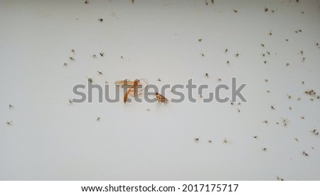 Dried moth and a malarial mosquito surrounded by small midges
