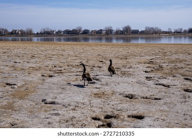 Dried mud and algae on a drought-ridden lakeshore.  Brown dry dirt with bleached algae and dark shadows. Two geese walking over the mud with water in background and shoreline. Boyd Lake in winter.