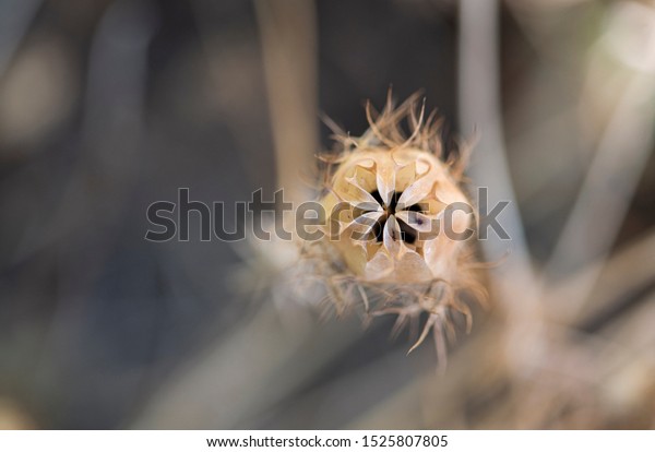 Dried Nigella Seed Pods Dried Love Stock Photo Edit Now 1525807805