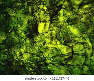 Dried Nori Seaweed Laminaria Sheet Illuminated Texture