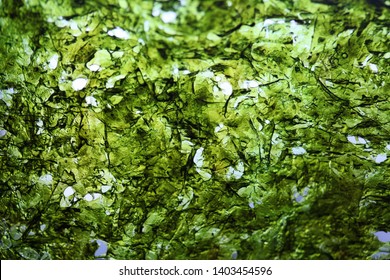 Dried Nori Seaweed Laminaria Sheet Illuminated Texture