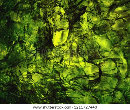 dried nori seaweed laminaria sheet illuminated texture