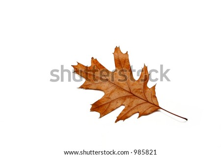 Dried oak leaf against a white background