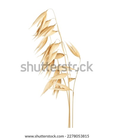 Dried oats close-up on a white background
