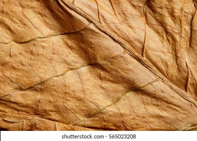 Dried obacco leave with fine visible structure details. Abstract textured background. Close up with very high-res for backgroundsSolonaceae, Nicotiana tabacum