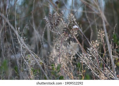 Dried old stems and empty seed pods leaving tiny circular skeleton shapes in the hedgerow that are beautiful in themselves and catch the sunlight.