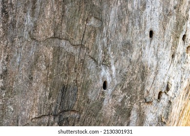 Dried Old Tree Stump Close Up Shot For Texture Background