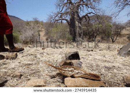 Dried open fruit of dried fruit of a Baobab tree (Adansonia) showing seed and  pulpy flesh inside provides food and multiple uses for Maasai people in Africa.