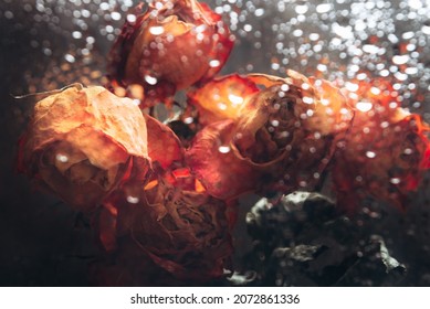 Dried orange roses Bunch of beautiful faded flowers through the glass with rain drops Sad love con