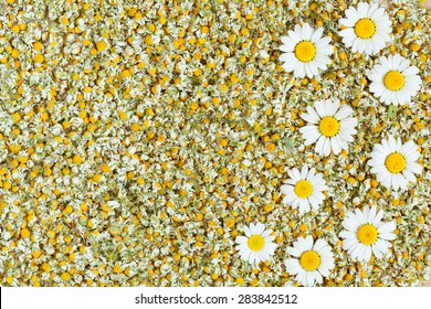 Dried organic natural chamomile blooming flowers texture background with fresh camomile flowers