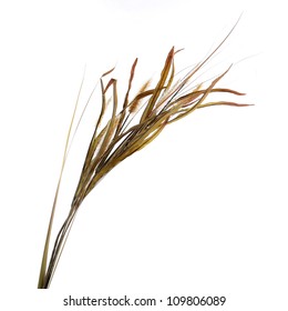 Dried Ornamental Grass Clump Isolated On White