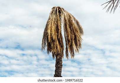 Dried Out Date Palm Tree, Palm Tree Disease.