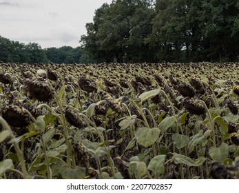 Dried out sunflowers with lowered heads in a huge agricultural field. The entire harvest is destroyed due to a long period of drought. The global warming in Europe destroys the livelihood of farmers.