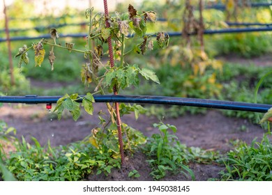 Dried Out Tomato, Tomato Gone Bad. Tomatoes Grown In The Greenhouse Dried Due To Illness Or Disrepedness. Agriculture Concept. Toned