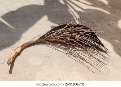 Dried Palm Flower Cluster Resting Alone on Concrete Sunlight Floor