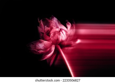 Dried parrot style tulip with long exposure tail. Toned on viva magenta, color of the year 2023. Concept of sadness, lost, ended love, dark moody macro shot - Shutterstock ID 2233506827