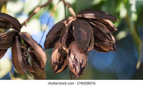 Dried pecan nuts on the tree, autumn in Israel