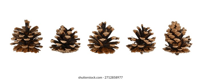 Dried pine cone, set of five pine cones