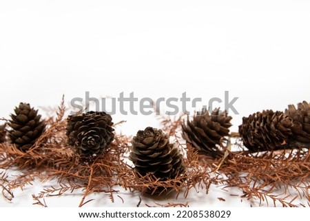 Dried pine cones and branches on white background